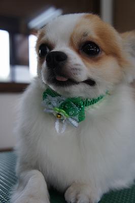 20120325-犬たち 2243.jpg